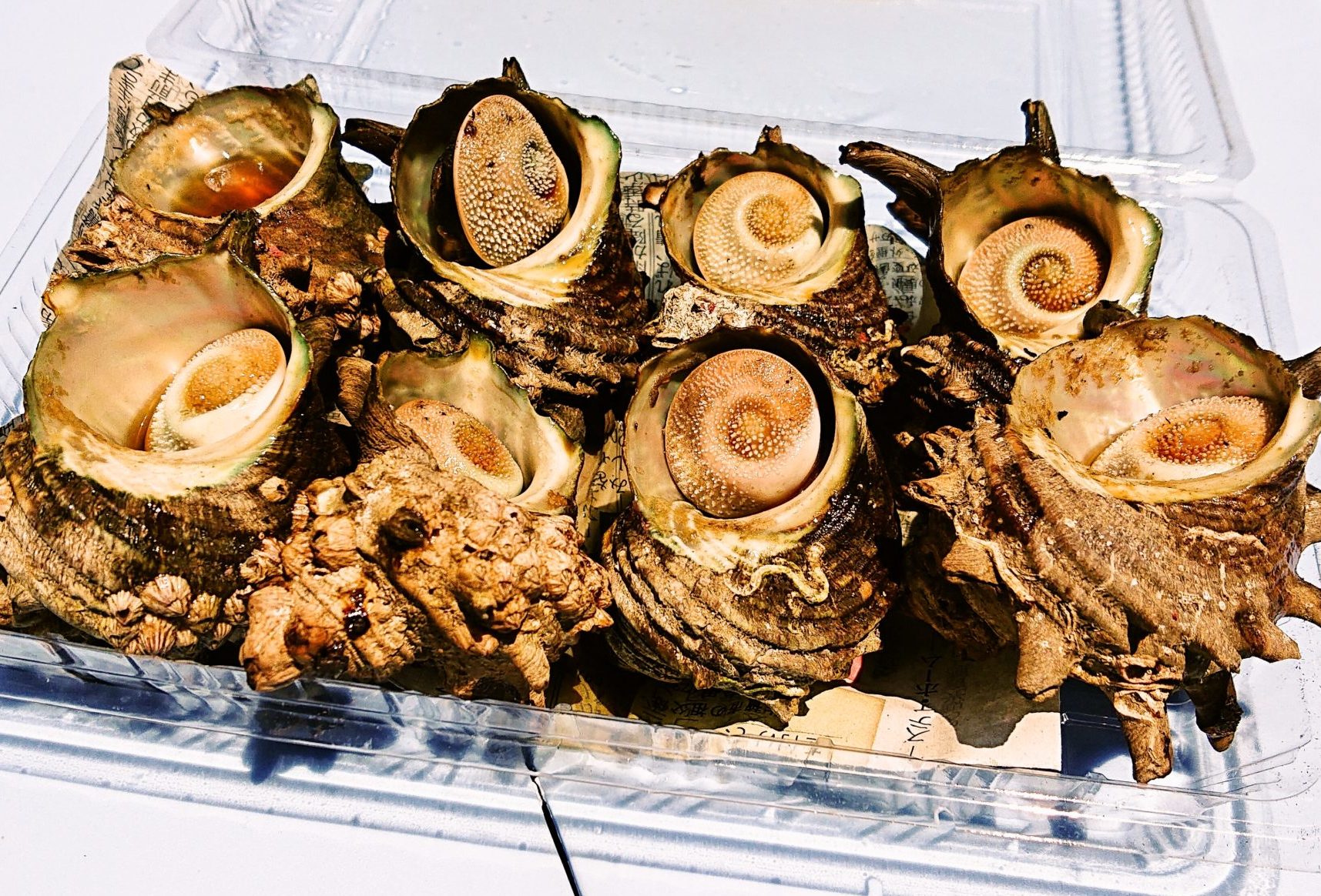 波戸岬さざえのつぼ焼き テイクアウト からつ 波戸岬さざえのつぼ焼き テイクアウト からつ
